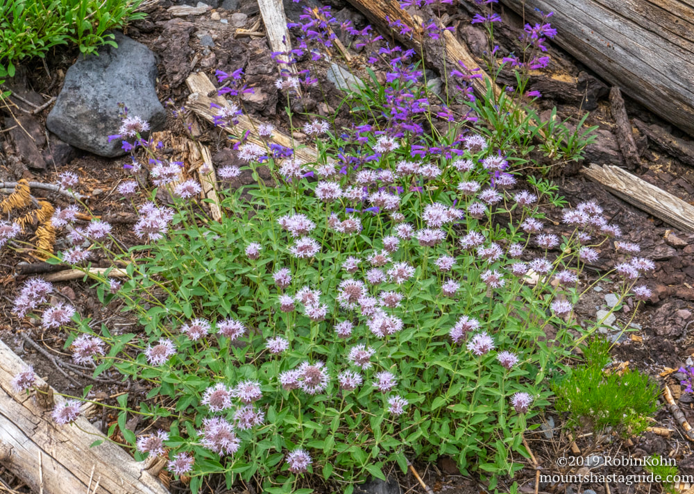 Mt. Shasta, Avalanche Gulch, wildflowers