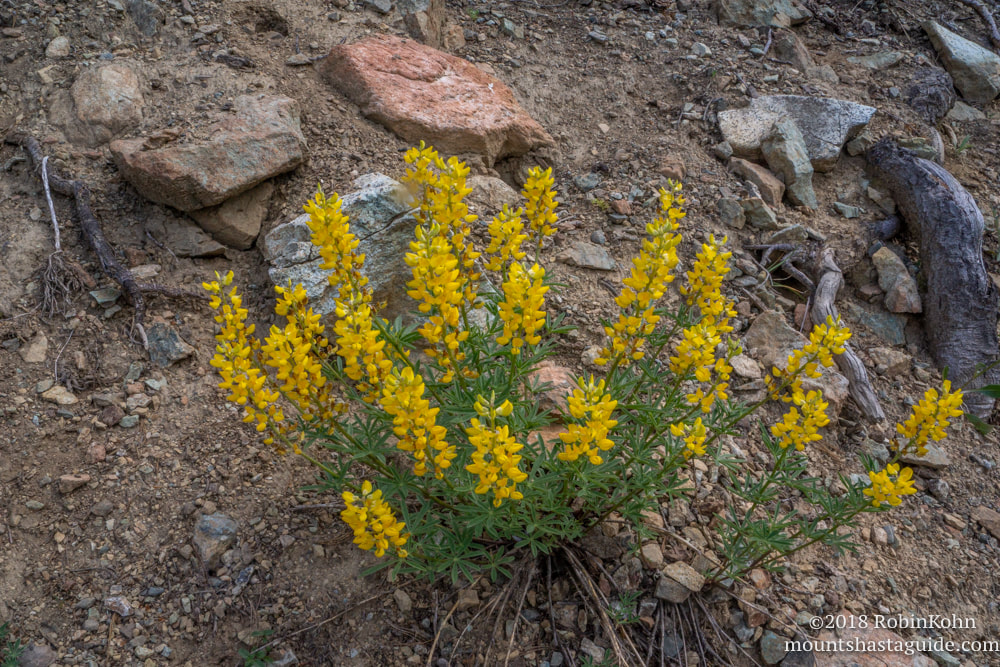 Mt Shasta Wildflower