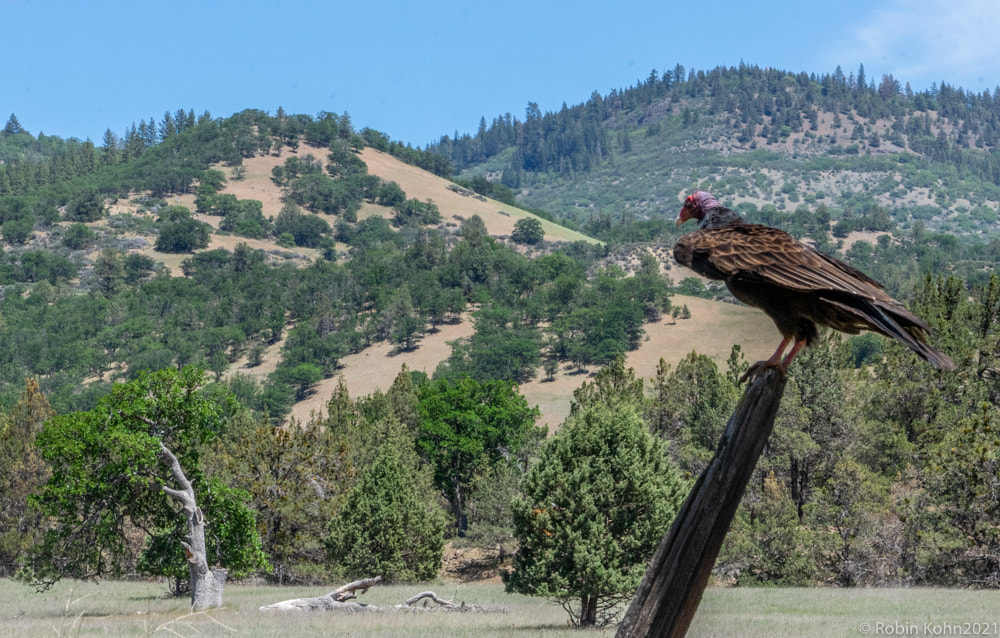 Mt. Shasta, birds, wildlife