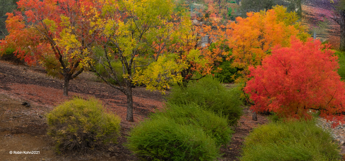 Fall Colors, Photography, Tours, Redding