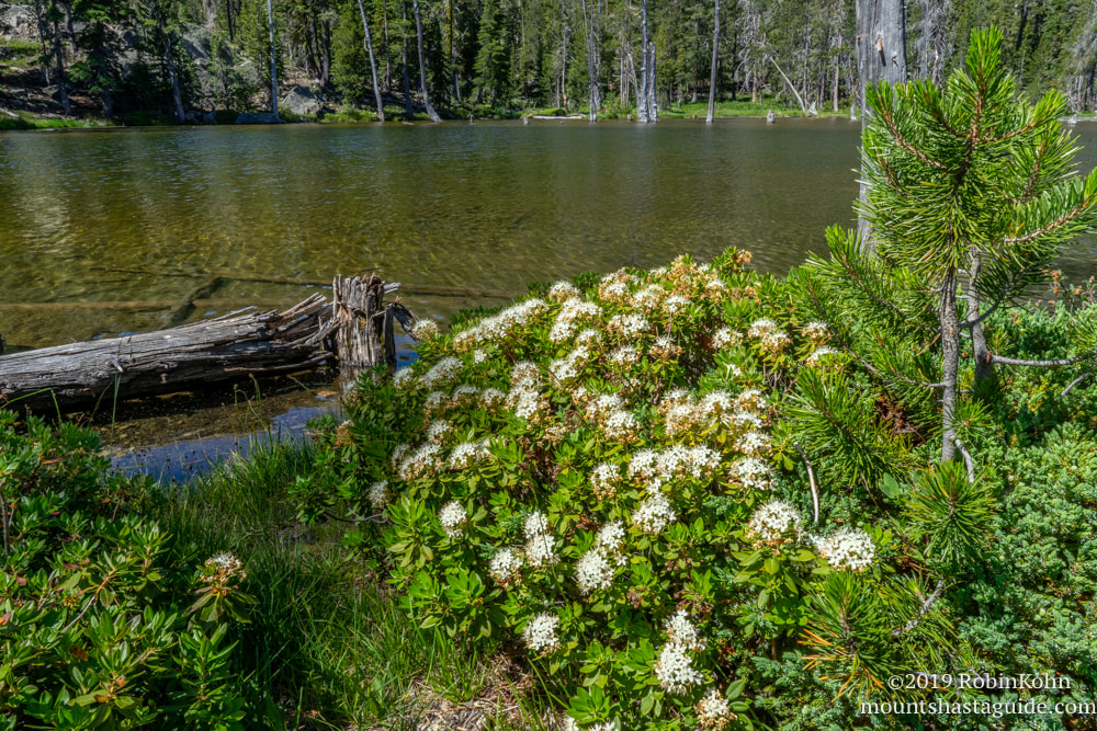 Caldwell Lakes, Mt. Shasta, wildflowers, Parks Creek Watershed