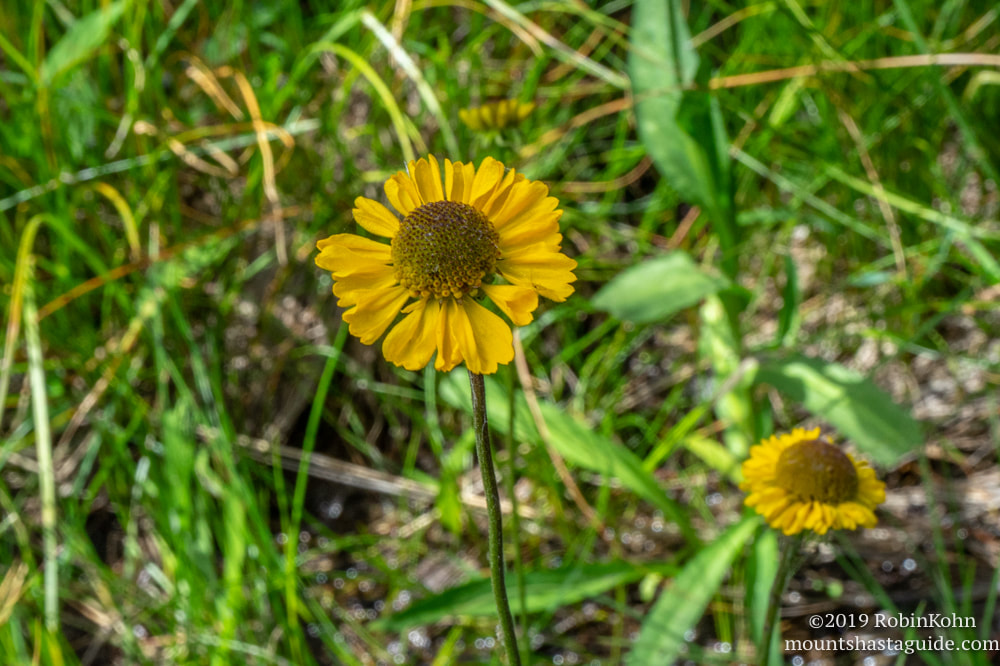 Caldwell Lakes, wildflowers, Parks Creek Drainage