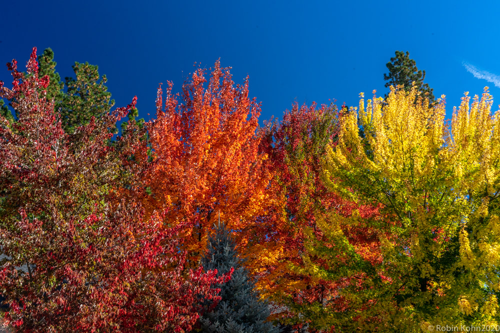Mt. Shasta, Fall Colors