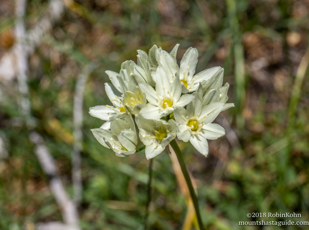Mt. Shasta Wildflower